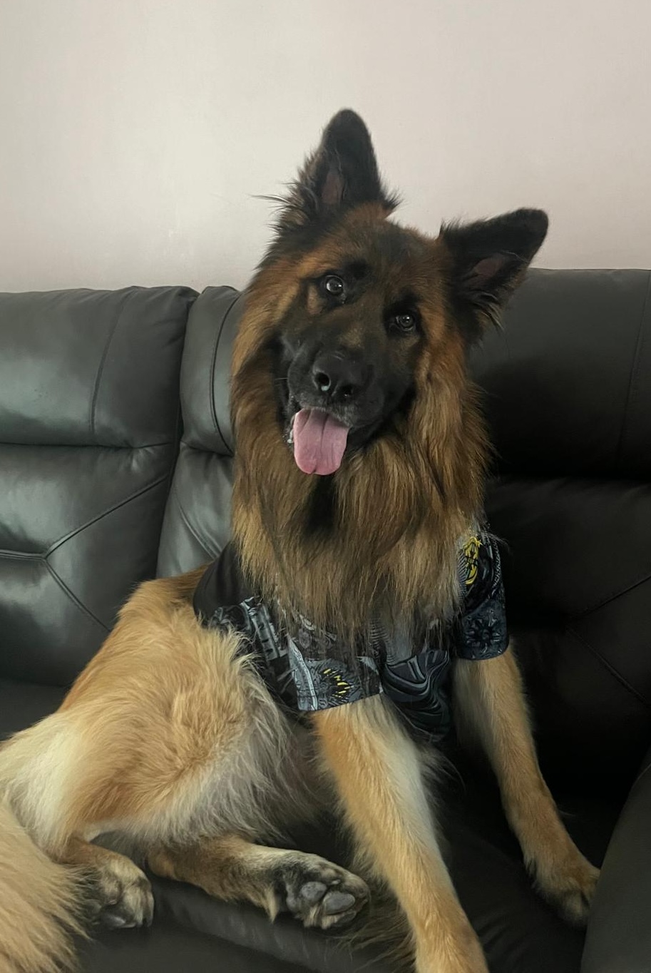 Teddy-Bedfordshire